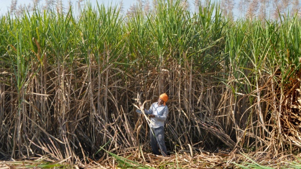 Government Raises Sugarcane Fair