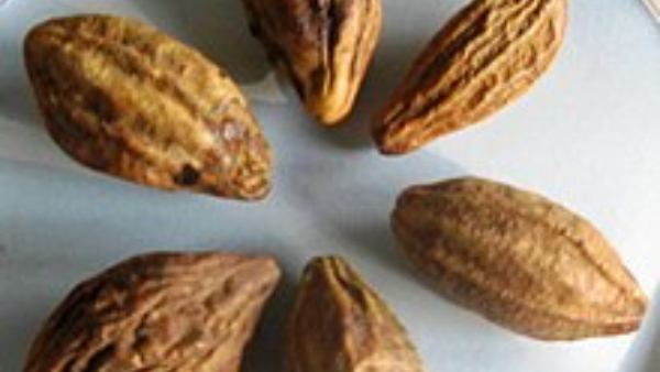 Triphala benefits in Kannada Triphala benefits in Kannada