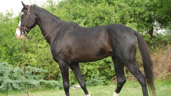 Death of pet horse: Owner who performed funeral procession beating drums, villagers are emotional Death of pet horse: Owner who performed funeral procession beating drums, villagers are emotional