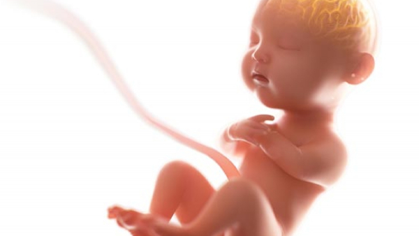 Cambridge University and CIT Labs Created Synthetic Human Embryos Without Ovum- Sperm