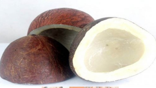  Huge Price Drop for Copra: Farmers Fear Loss, Seek Government Help