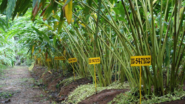 Why did cardamom growers numbers decrease in Kodagu district?, know details