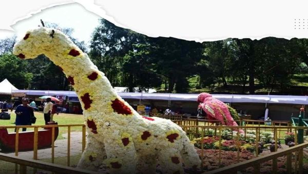 This is the perfect time to visit Kodaikanal: Flowers that welcome visitors
