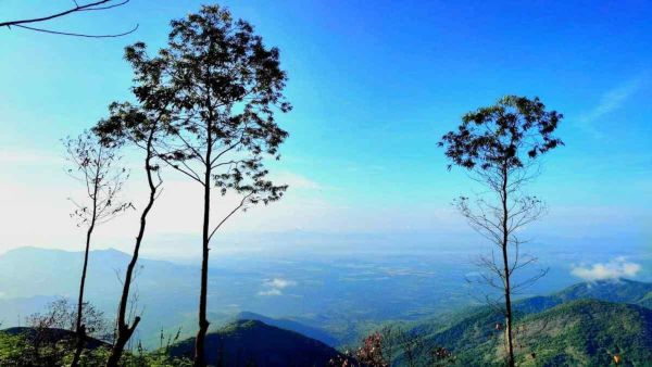 This is the perfect time to visit Kodaikanal: Flowers that welcome visitors