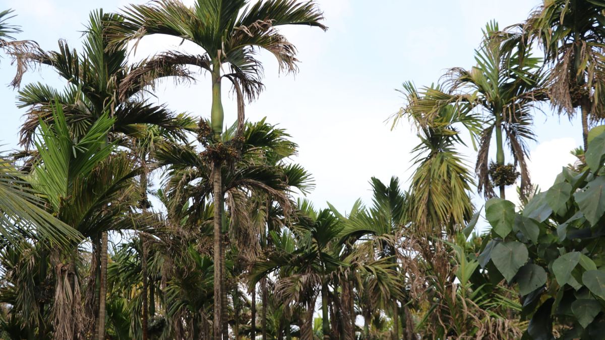 Monsoon Season 2023 Tips To Control Leaf Spot Disease In Arecanut