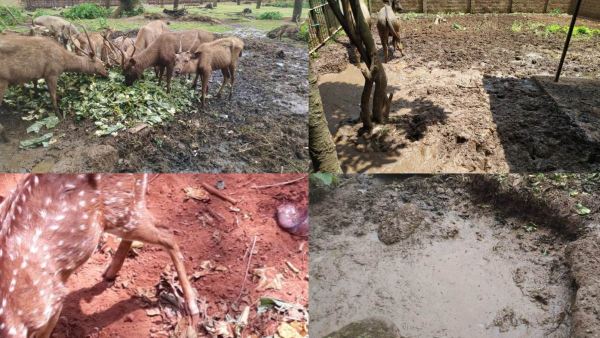 Animals Suffering in Pilikula Nisargadhama (Zoo) Due To Missmanagement