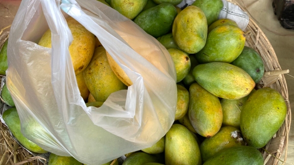 Four-day Mango Mela begins in Jayanagar, bengaluru 