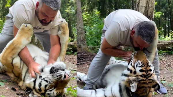 Man kissed to tiger - do you know what happened next? Watch the video