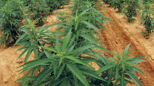 medicinal uses of cannabis