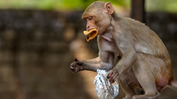 Most Wanted Monkey With rs 21,000 Bounty Finally Caught 