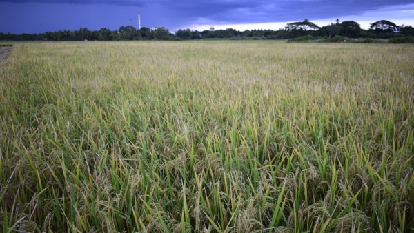 Monsoon Rain delay: Farmers are worried in Mandya district Monsoon Rain delay: Farmers are worried in Mandya district