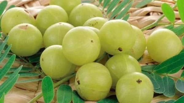 Triphala benefits in Kannada Triphala benefits in Kannada