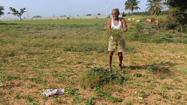 New Weeds Are Spreading In Mandya