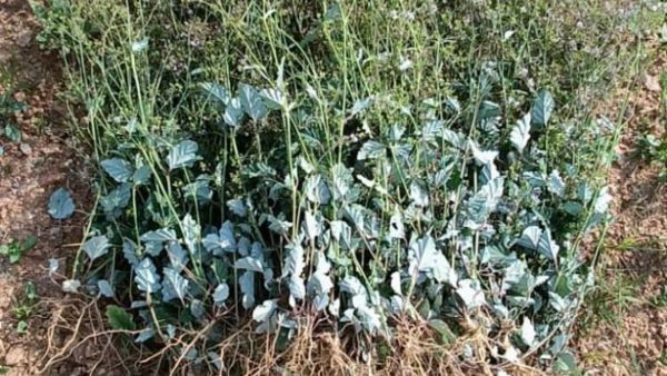 New Weeds Are Spreading In Mandya