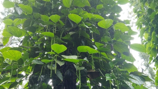 Add Arecanut And Pepper For Weather Based Crop Insurance Scheme 