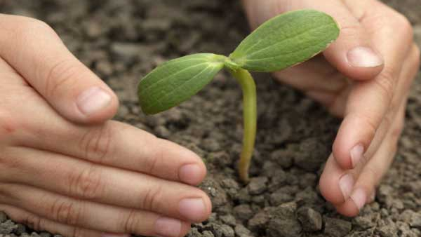  Van Mahotsav: 5 Cr Sapling Will Plant For Iincrease Greenery To 33%: Eshwar Khandre