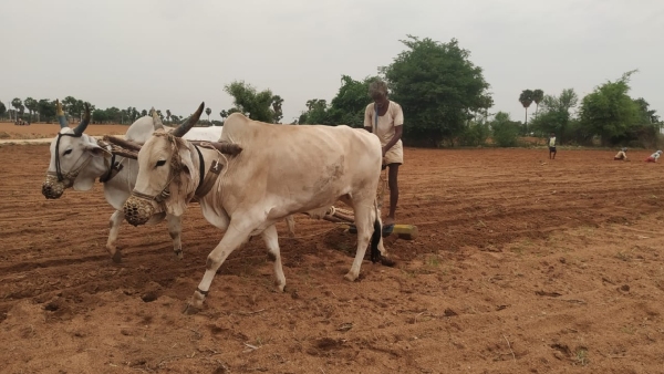 Raichur farmers worried