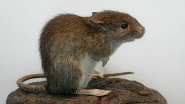Rats Terro in puri jagannath temple priests are having sleepless nights help sought from asi to catch rats