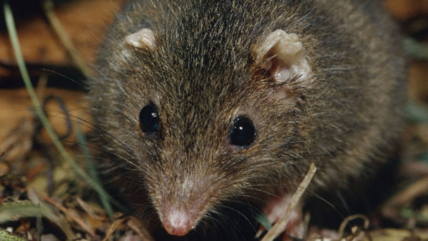 Rats Terro in puri jagannath temple priests are having sleepless nights help sought from asi to catch rats