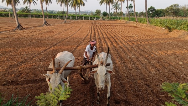 The Raichur Farmers Towards Alternative Crops Due To Rain Delayed
