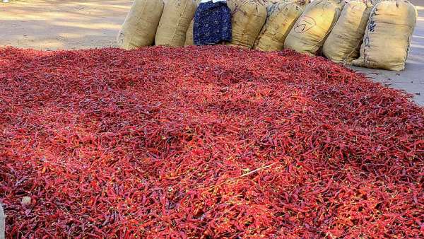 Tips For Farmers For Chilli Cultivation