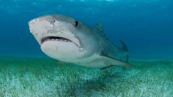 Shark attack on tourist, Dad screamed for rescue, girlfriend saved - Videos