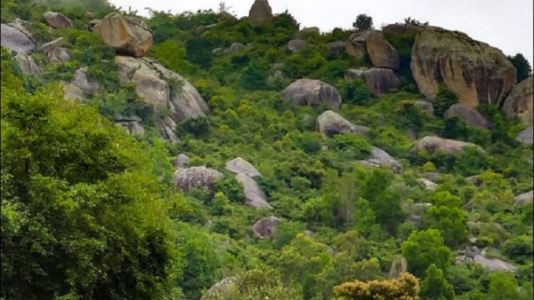 What Is Special About Sidilu Mallikarjuna Hills In Mysuru Bettadapura?