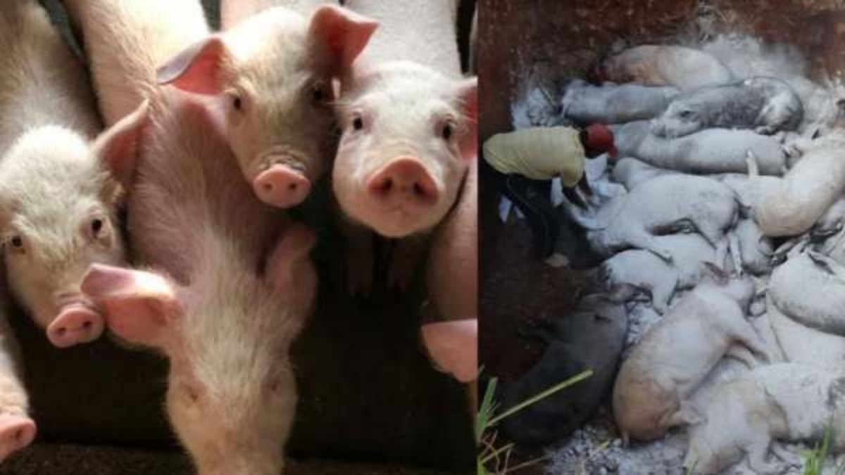 African Swine Flu Detected In Kerala, 70 Pigs Died Due To Fever, Worrying For Karnataka African Swine Flu Detected In Kerala, 70 Pigs Died Due To Fever, Worrying For Karnataka