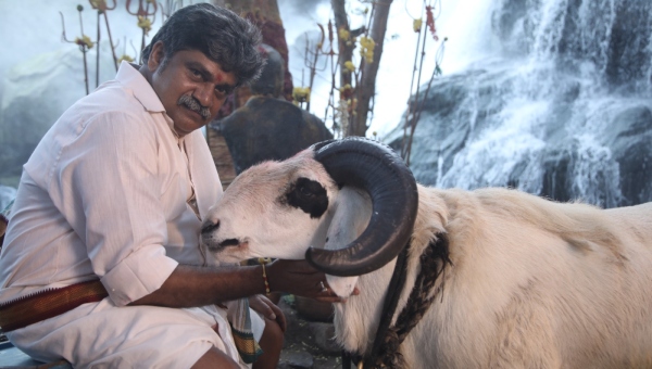 How Sandalwood fans saved A Sheep life in Karnatka