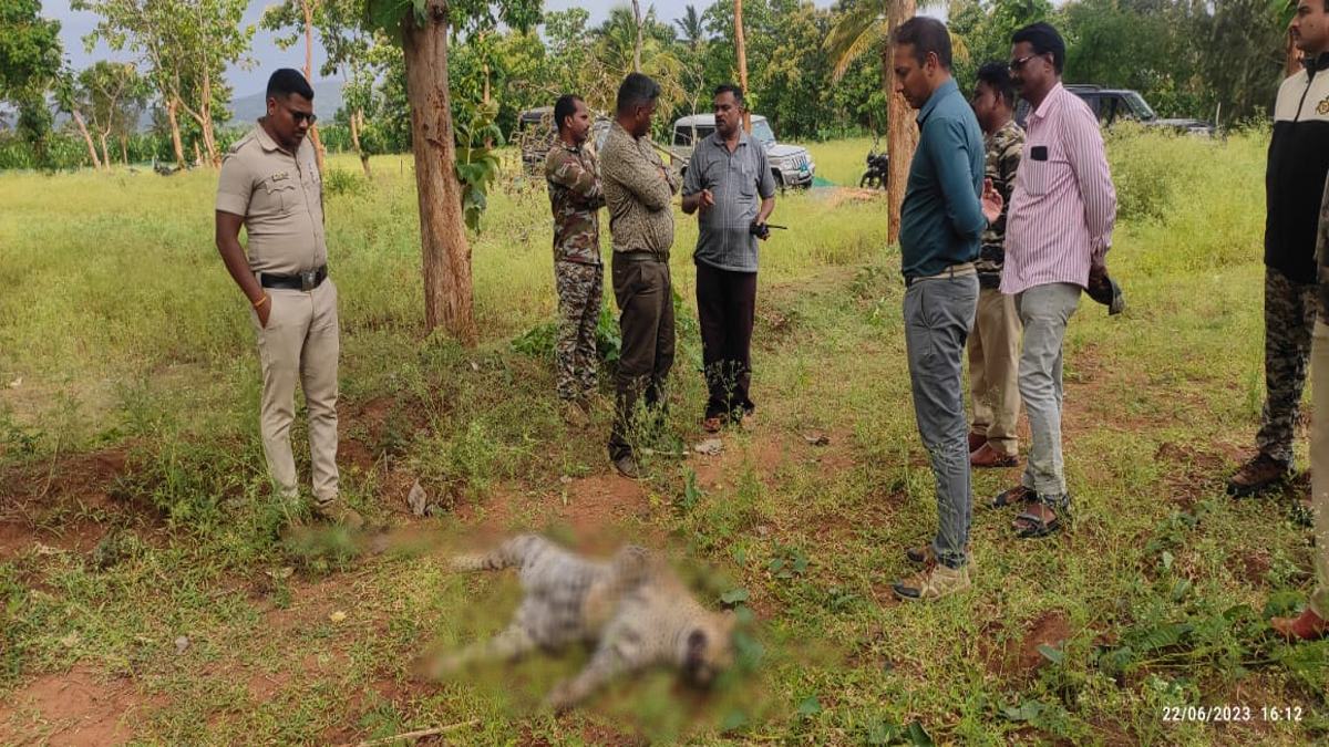 Three Leopards Found Dead 
