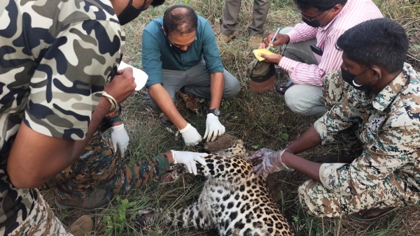 Three Leopards Found Dead 