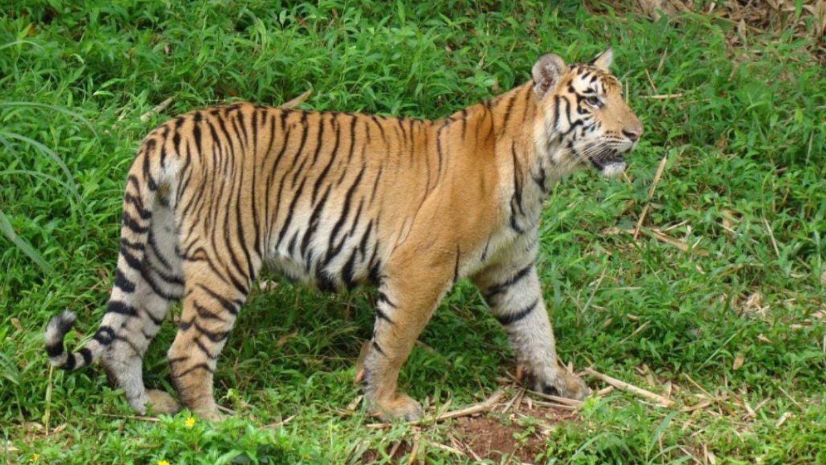 Tiger fight in Pilikula: 15 year old female tiger Netravati death Tiger fight in Pilikula: 15 year old female tiger Netravati death