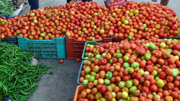 Rain Shortage Leads To Rise In Tomato Prices In Karnataka 