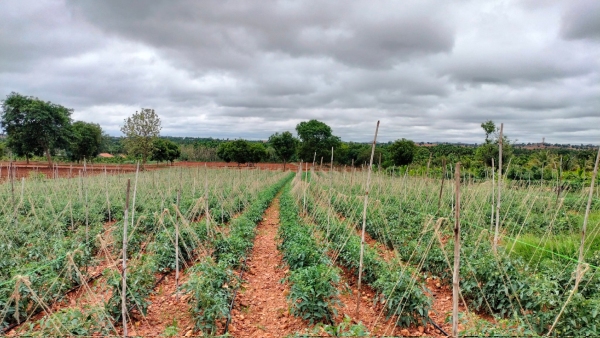 Tomato price skyrocketed