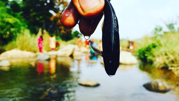 How to go to puliyancholai fall located in trichy