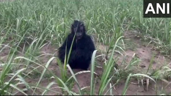 Farmers Dressed As Bears To Protect Crops By Monkey In Uttar Pradesh: Photos Gone Viral