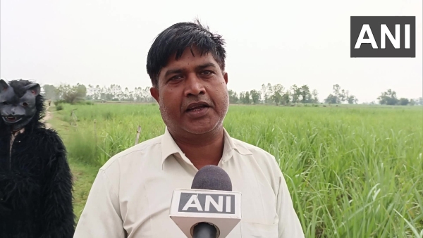 Farmers Dressed As Bears To Protect Crops By Monkey In Uttar Pradesh: Photos Gone Viral
