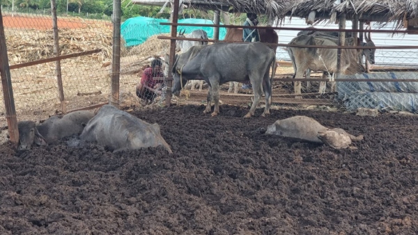 20 Cattle die in Koratagere