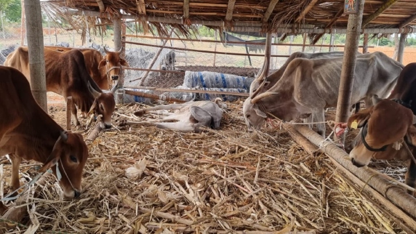20 Cattle die in Koratagere