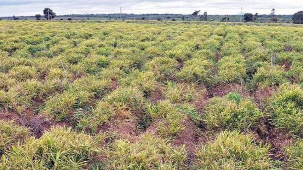 Ginger crops Growing is like Gambling, Why?, know details