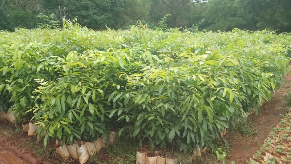 Agroforestry Activities: Government Decrease Plants Rate