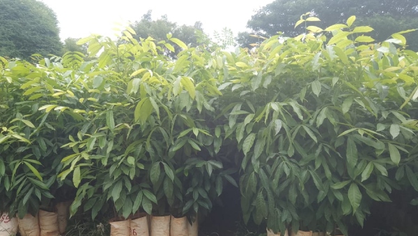 Agroforestry Activities: Government Decrease Plants Rate