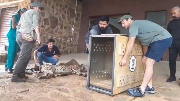 Another cheetah Tejas dies