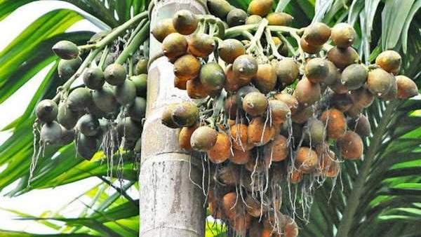 Arecanut Price Reached Rs 55000 Per Quintal Check Arecanut Latest Price