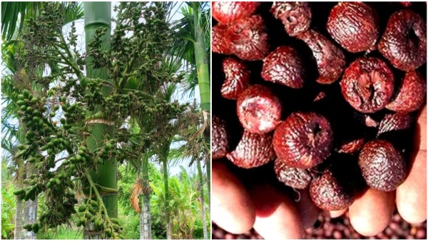 arecanut-and-copra-latest-price