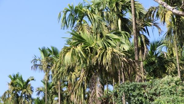 Monsoon Rain Tips To Control Leaf Spot Disease In Arecanut 