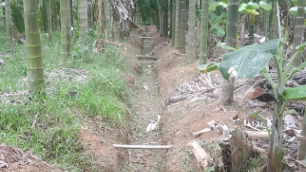 Rainy Season Tips For Farmers To Protect Arecanut Crop From Diseases