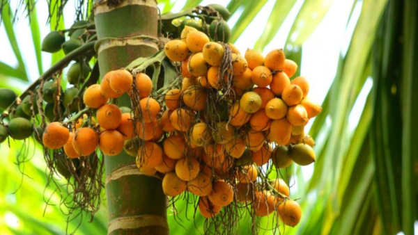 Arecanut Price 1
