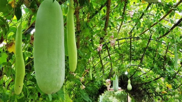 ash-gourd-juice-health-benefits ash-gourd-juice-health-benefits