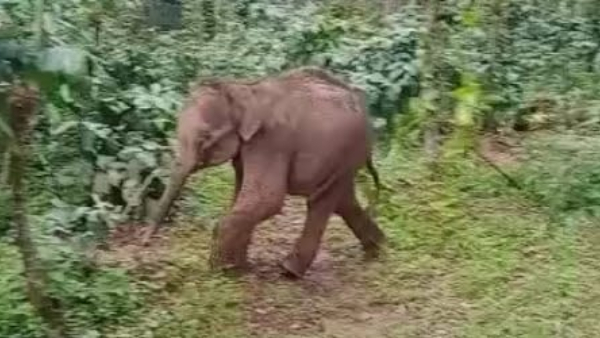 baby-wild-elephant-found